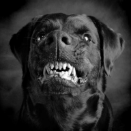 BlackDog